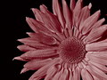 Flower in Rose