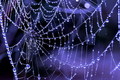A Web of Deceit