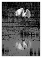 Egret in Winter Rice Field