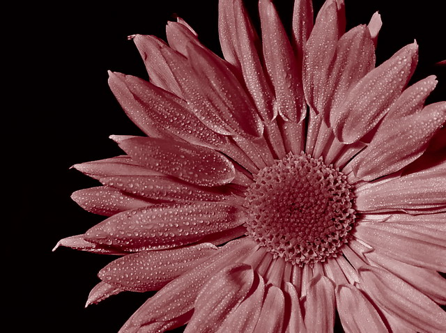 Flower in Rose