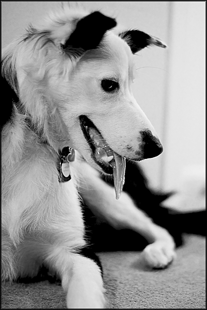 B&W Border Collie