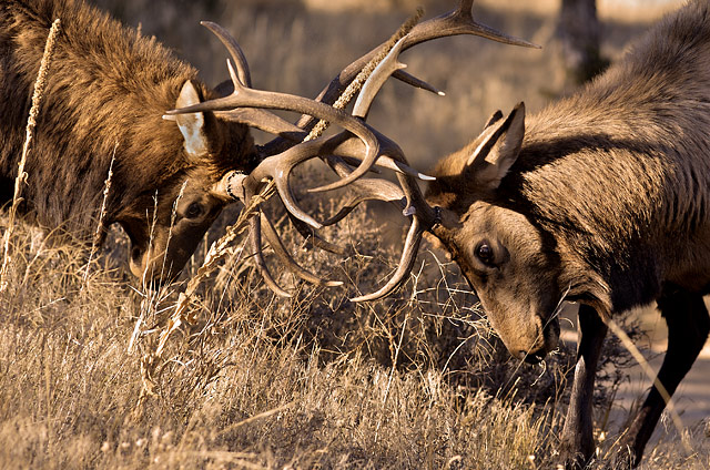 Clash of Antlers