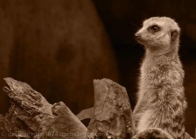 Merkat on Guard