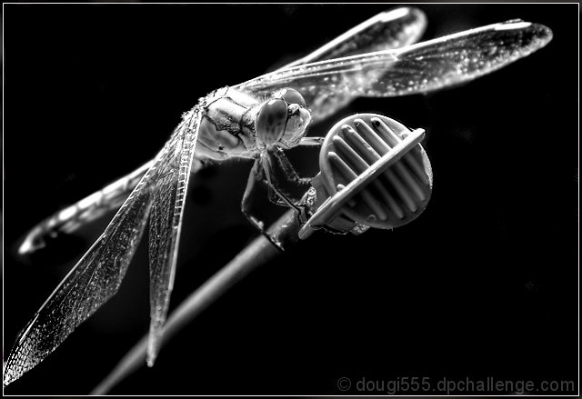 Dragonfly karaoke