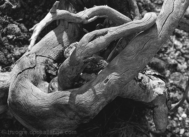 ROOT STUDY