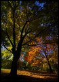 Underneath a Sunlit Canopy