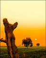 A Topless Tree