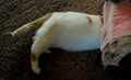 Headless