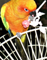 bird unwrapped his lollipop