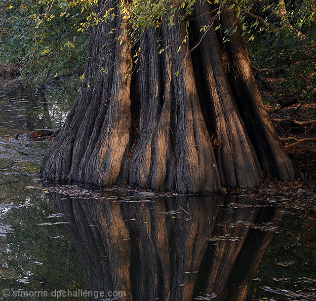 The Cypress Tree