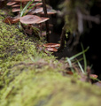 Cach&eacute; dans la for&ecirc;t
