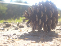 pinecone sunlight