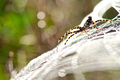 Preying spider