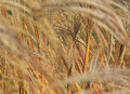 Prairie Grasses