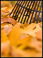 Leaf Raking: A Fall Tradition