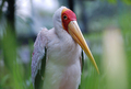 An African Wood Stork Bokeh