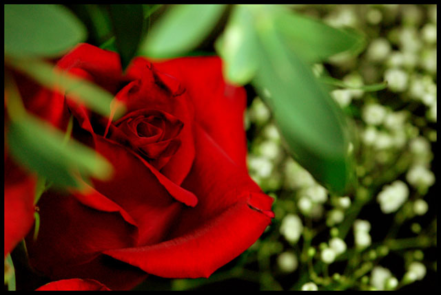 One of Twenty Four