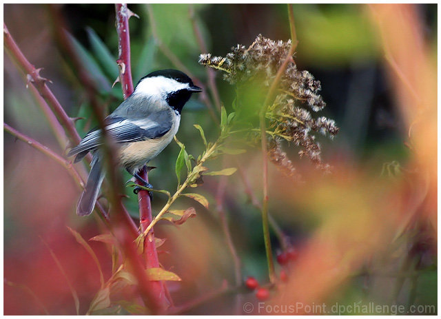 The Bird