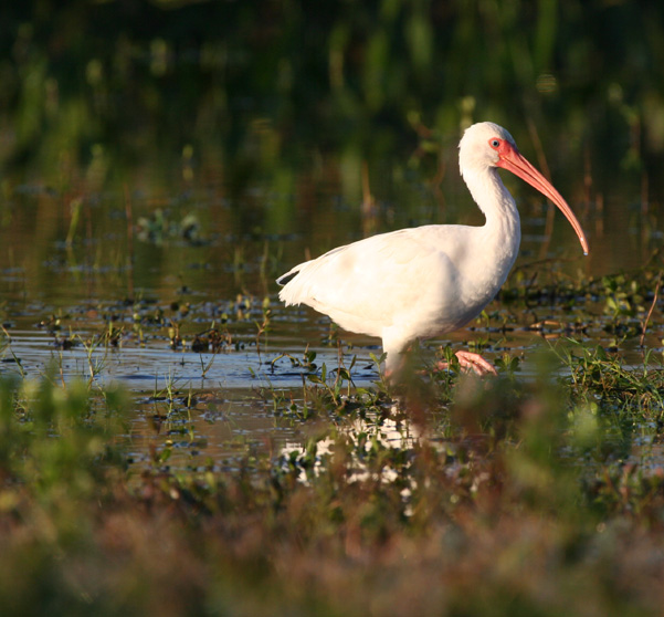 Early Morning Ibis