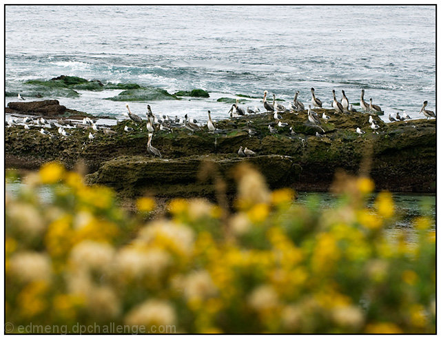 Birds Rock