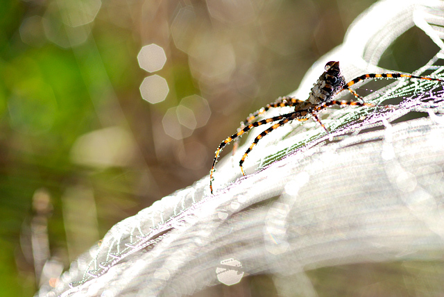 Preying spider