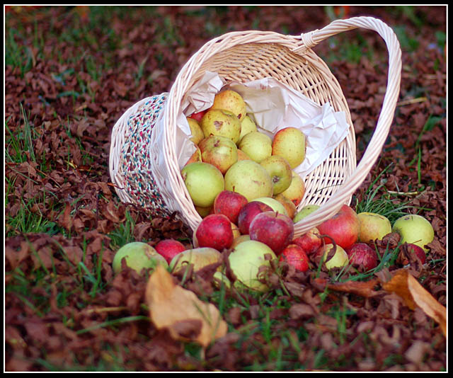 Apples Fall.
