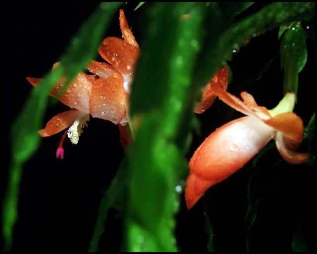 Early Christmas Cactus