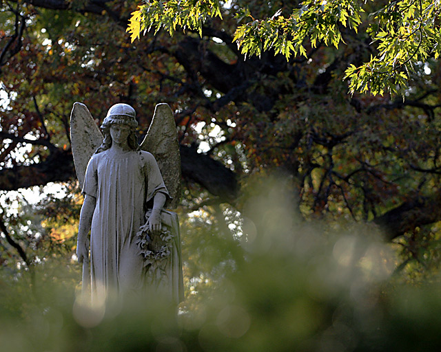 arboreal angel