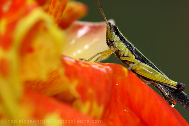 Grasshopper sun-bathing on a Flower