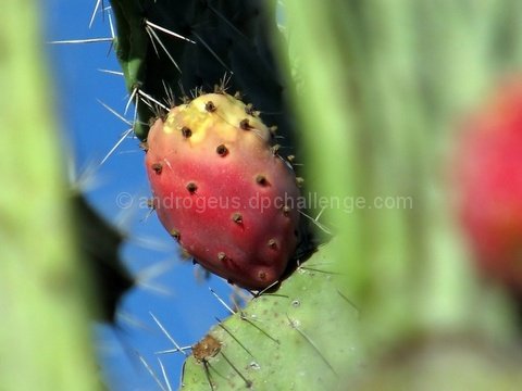 Cactus fruit