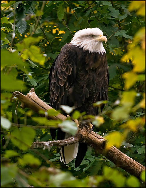 Eagle Through the Leaves