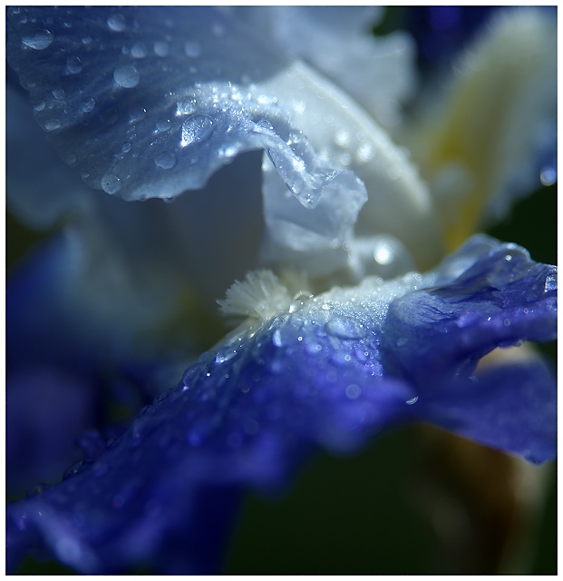 Raindrops on Iris