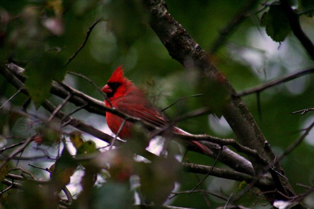 Kentucky Cardinal