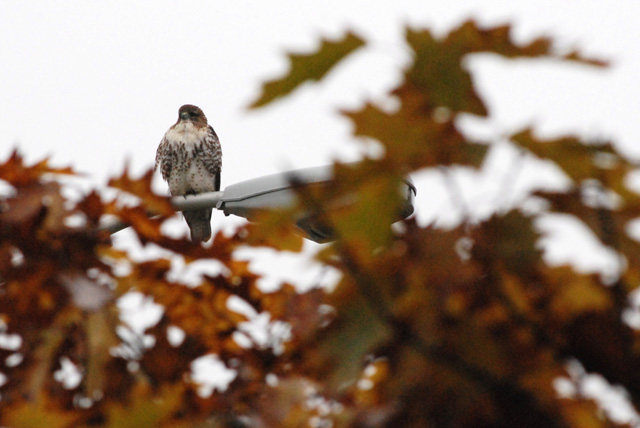 Hawk in the Oaks