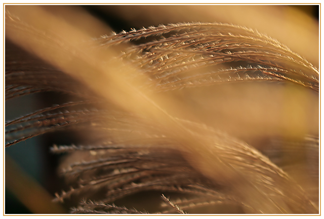 Autumn Grasses