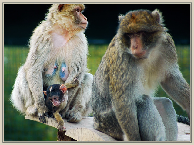 Mama,Papa and Me