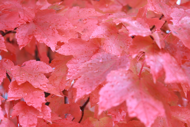 Burst of Fall Color