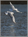 Three Bonaparte's Gulls