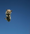 Super Terrier!