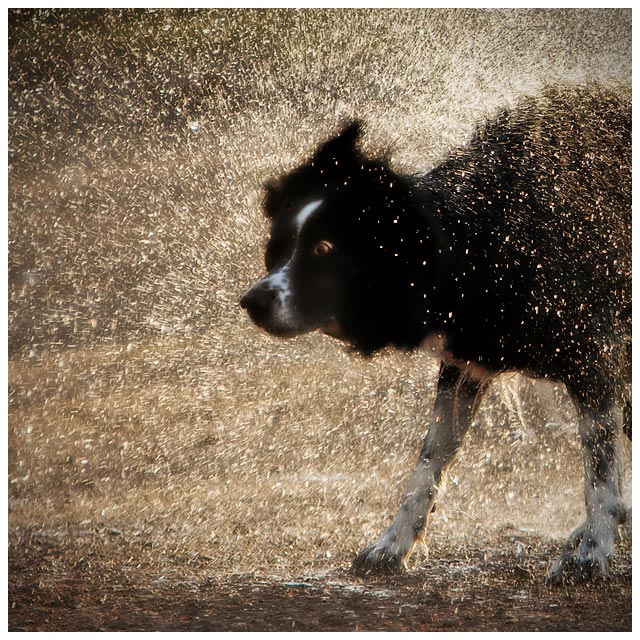 Shake