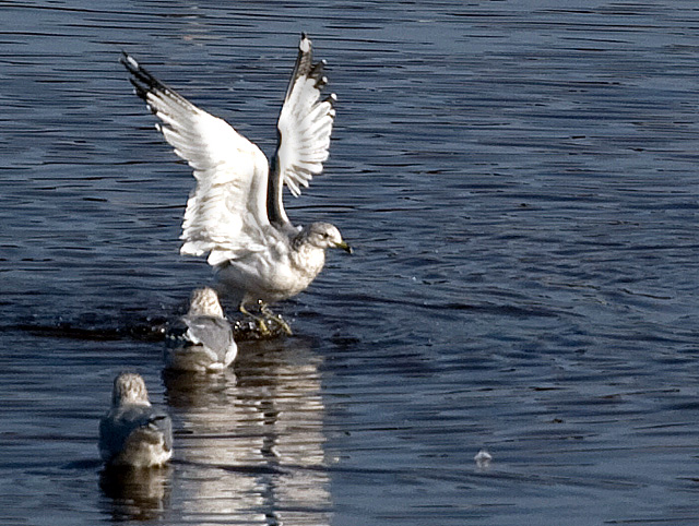 Water Dance