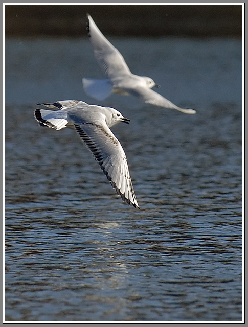 Three Bonaparte's Gulls