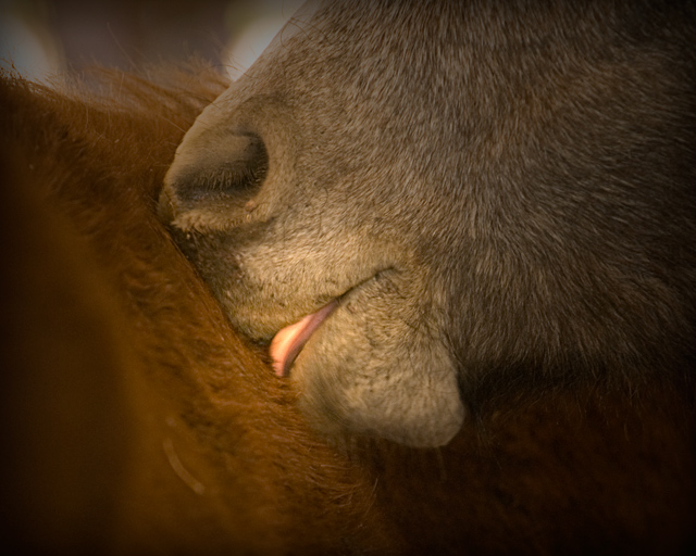 Comforting each other at a wild horse auction