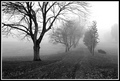Where the Path Meets the Fog