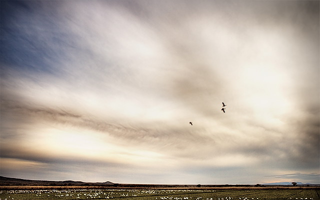 To the Birds