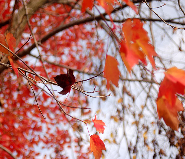 Lonely brown leaf among coloreful, cheerful ones