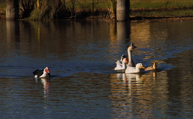 Pond Prejudice