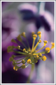 Dill Flower and Purple Sage