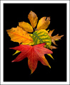 Simply Fall II