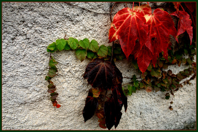 big and small leaves